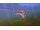 Игра Rapala Fishing for Kinect (Спорт) 7970 79.91 КБ