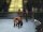 WWE SmackDown! vs. RAW 2011 [PSP] (PSP) 81.26 КБ
