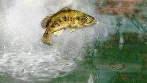 Скриншот № 3 из игры Rapala Pro Bass Fishing + беспроводной контроллер-удочка [Wii]